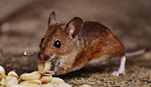 24 Hour & Emergency Exterminators in Hampton Falls, NH